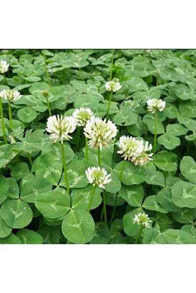 agroset tarım Yonca Ak Üçgül Tohumu Trifolium Repens 1 Kg