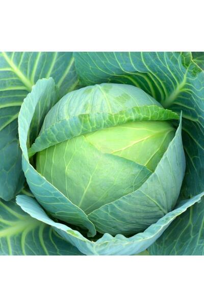 Genel Markalar Life 250 Adet Beyaz Lahana Tohumu (yalova)