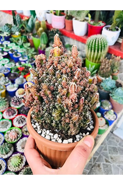 foliumbotanik Peri Şatosu Kaktüs