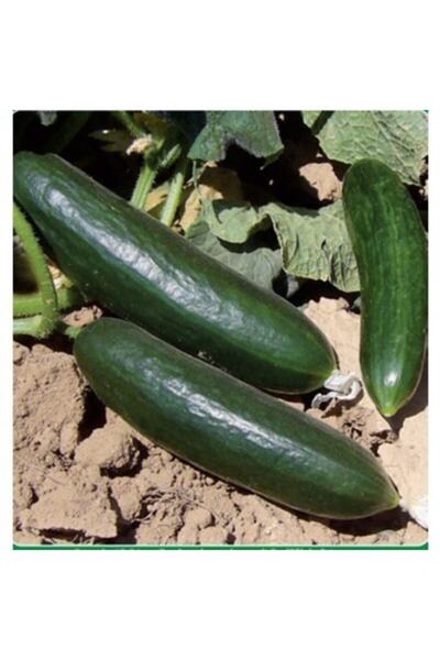 Genel Markalar Life 100 Adet Selen Salatalık Tohumu ( Erkenci, Dişi Çiçek)