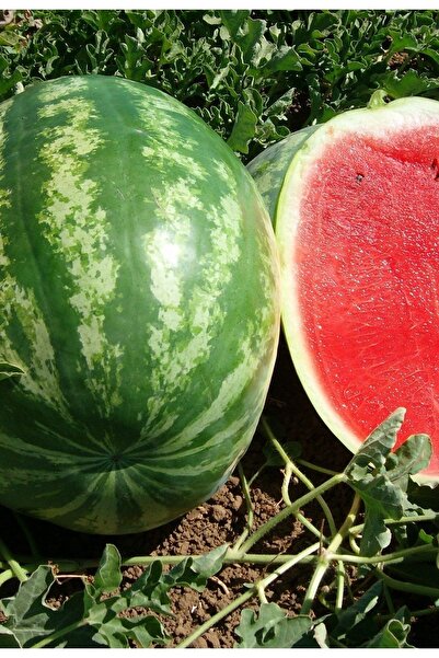 Genel Markalar Ng 100 Adet Alaca Karpuz Tohumu