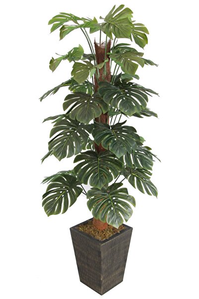 Yapay Çiçek Deposu 36 Yapraklı Yapay Deve Tabanı Ağacı 190 Cm (ahşap Siyah Gold-saksıda)