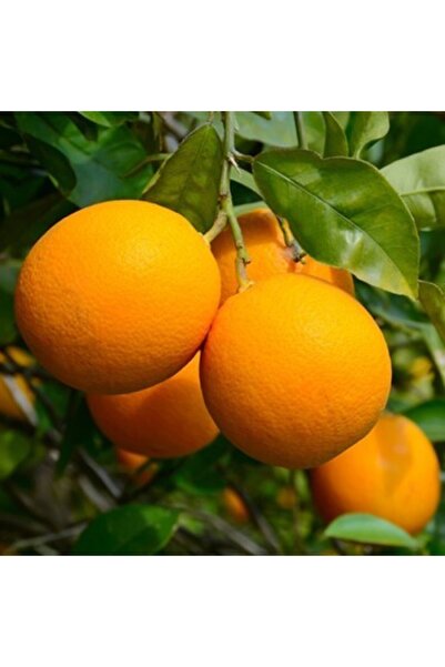 VALENSİYA Köyceğiz Portakal 10 Kg