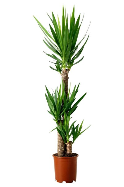 Cemre Garden Yucca 2 Gövde - Yuka Çiçeği - Ev Ofis Salon Iç Mekan Bitkisi - Ø...