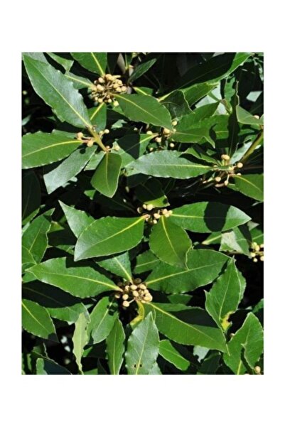 Mimoza Saksıda Laurus Nobilis Defne Fidanı 20   30 cm