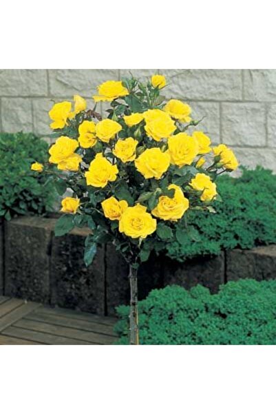 YAYLA TARIM 3 Adet Baston Gül Fidanı ( Sarı Renk ) Açık Kök 2 Yaş 35 Cm