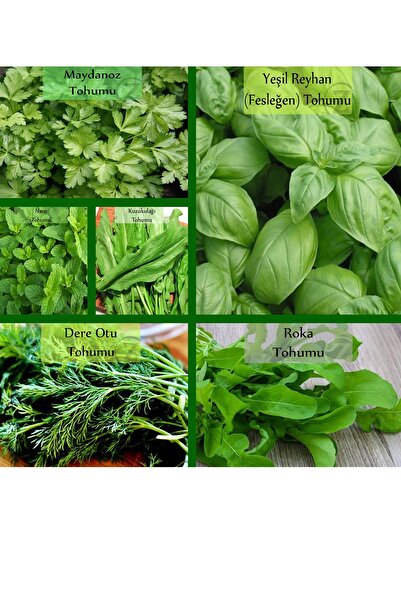 Fento 6 Paket Tohum No11 Yeşil Bitki Tohumları Salata Tohumları Nane Tohumu E...