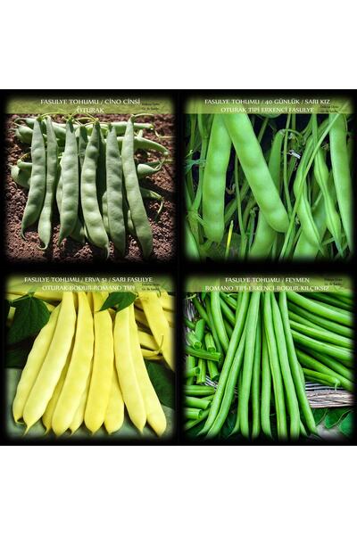 Zencefil Organik 4 Çeşit Fasulye Tohumu No8 Cino Sarı Kız 40 Günlük Fasülye F...