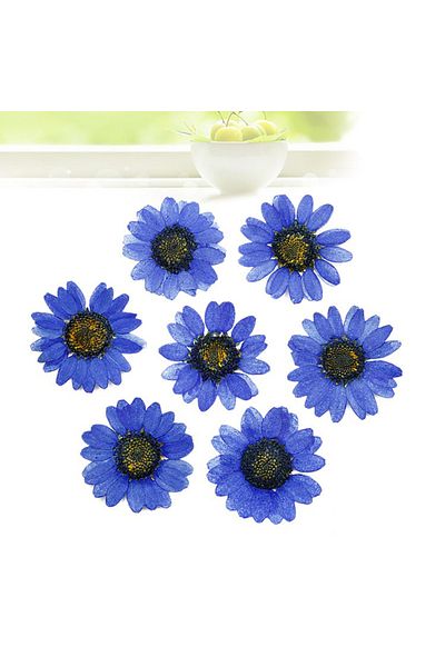 Getshop Αποξηραμένο Daisy Blue 8 Τεμάχια