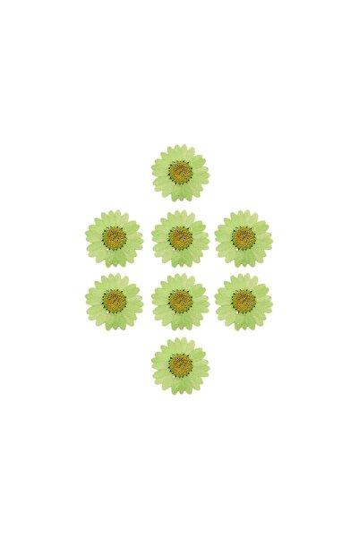 Getshop Kurutulmuş Papatya Açık Yeşil 8 Adet