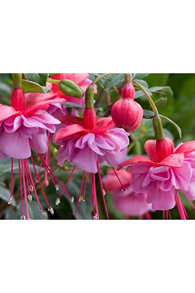 bfalina botanik 15 Adet Karışık Renkli Katmerli Haseki Küpesi Çiçeği Tohumu