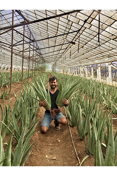 FidanBudur Çok Büyüyen Aloe Vera Bitkisi Fidanı 30 Cm Saksısız Köklü Odunsu Cins