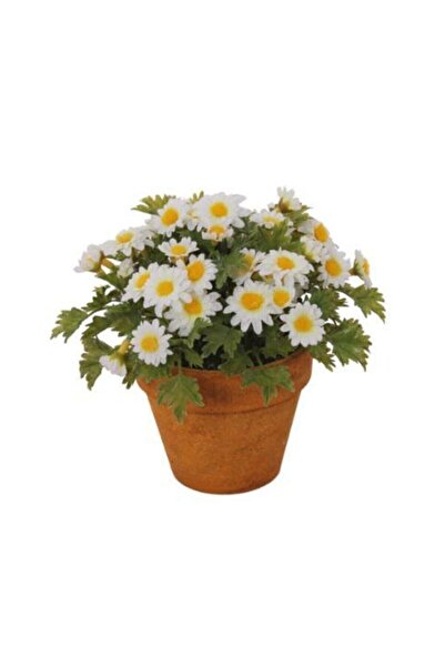 Çam Tohumculuk Yayılıcı Kır Papatyası Tohumu 50 Adet