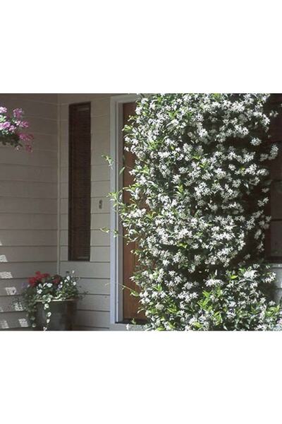 körfezgardens Mis Kokulu Ful Arap Yasemini Fidanı Tüplü (tırmanıcı) Her Mevsi...