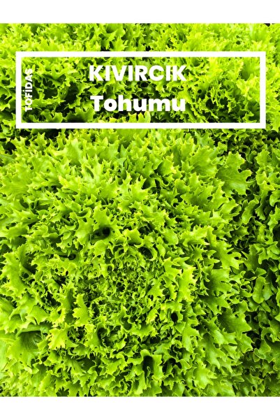 TOFİDAS Kıvırcık Marul Tohumu 5 Gr