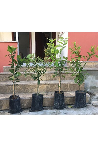 damla su çiçek Narenciye Paketi Bodur Aşılı Yediveren-limon-portakal-kamkat-mandalina Fidanı
