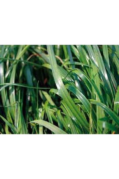 MUTLU TOHUM Firba Italyan Çimi, Süt Otu, Rye Grass, Devis 1 Kg Tartılıp Başka Ambalajda Gönderilecektir