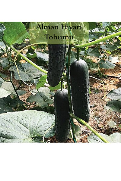 Genel Markalar Alman Hıyarı Tohumu 1 Paket Dikenli Alman Salatalık Tohumu Kap...