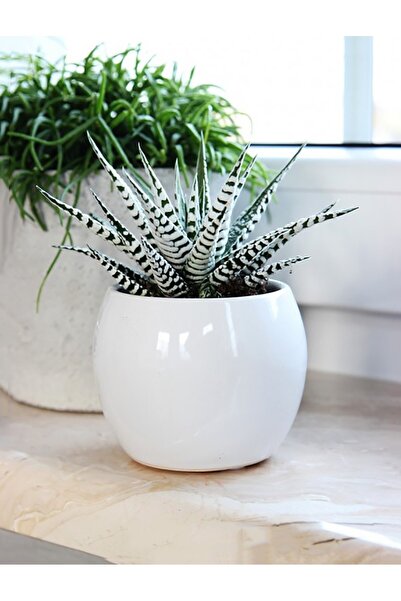 Zebra Succulent Haworthia Fasciata Alba White Species Succulent 8.5 Cm in Red Flower Pot