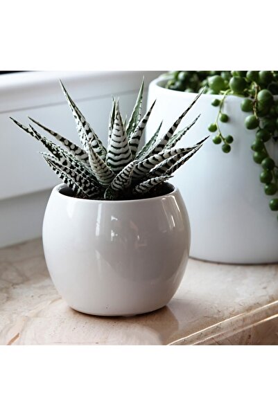 Toptan Kaktüs Zebra Sukulent Haworthia Fasciata Alba Beyaz Benekli Özel Tür Sukulent 8.5 Cm Kırmızı Saksıda
