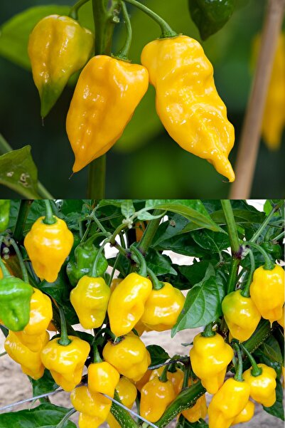 ZENGARDEN EV VE BAHÇE Limon Habanero Biber Tohumu Çok Acı