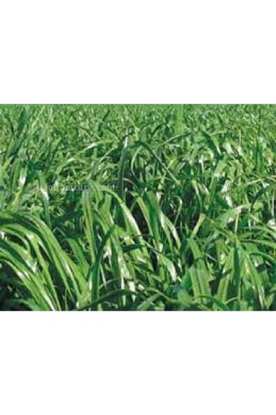 MUTLU TOHUM Firba Italyan Çimi, Süt Otu, Rye Grass, Devis 1 Kg Tartılıp Başka Ambalajda Gönderilecektir