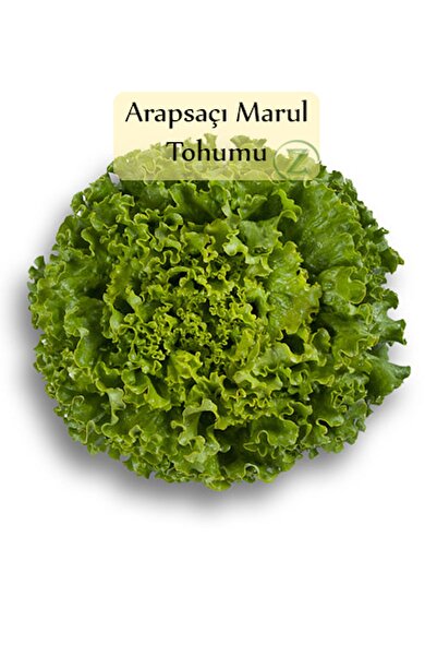 Fento Arapsaçı Marul Tohumu 1 Paket (10 Gr=5000+ Adet) Kıvırcık Marul Tohumu ...
