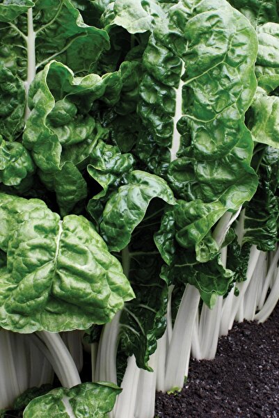 ZENGARDEN EV VE BAHÇE Fordhook Giant Beyaz Pazı Tohumu Chard