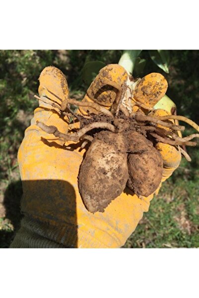 Genel Markalar Doğal Salep Fidesi (25 Adet)