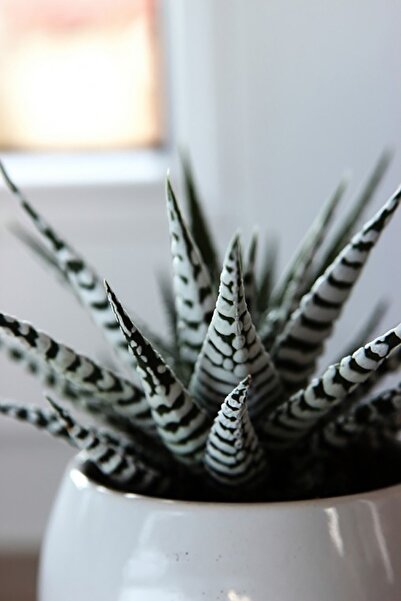 Toptan Kaktüs Zebra Sukulent Haworthia Fasciata Alba Beyaz Benekli Özel Tür Sukulent 8.5 Cm Kırmızı Saksıda