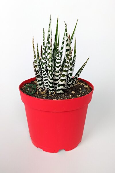 Toptan Kaktüs Zebra Sukulent Haworthia Fasciata Alba Beyaz Benekli Özel Tür Sukulent 8.5 Cm Kırmızı Saksıda