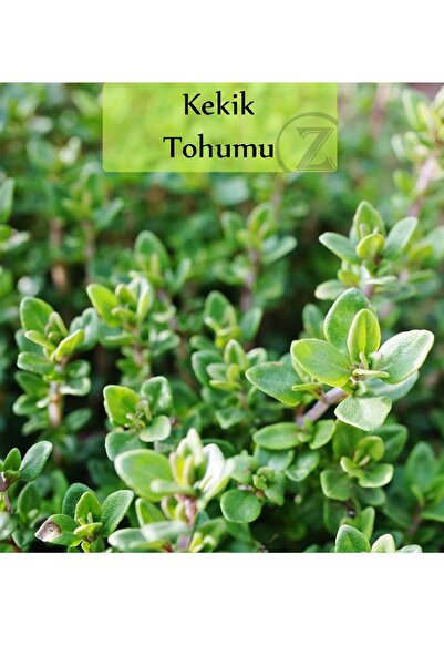 Fento Kekik Tohumu 1 Paket Ekmeye Uygun Verimi Yüksek Kapalı Paket Tohum