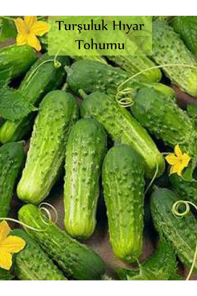 Fento Hıyar Tohumu Kornişon 1 Paket Turşuluk Salatalık Tohumu Ekmeye Uygun Yü...