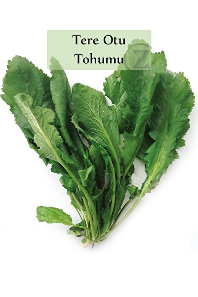 Fento Tere Tohumu 1 Paket (10gr=5000+ Adet) Tere Otu Tohumu Geniş Yapraklı Tere