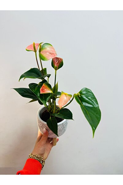 bikaktüsdünyasi Anthurium Andraenaum Pink
