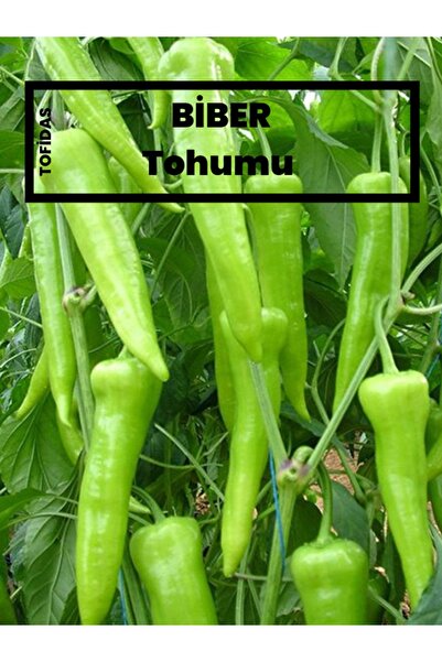 Genel Markalar Sunagri Çarliston Biber Tohumu 5 Gr