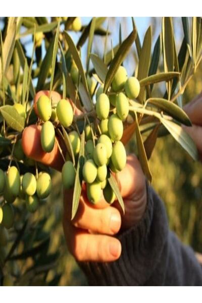 NET TARIM Zeytin Fidanı (koroneiki Bodur) Tüplü 2 Yaşında 1 Metre 5 Adet