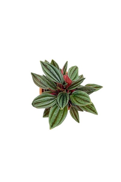 NADİR KAKTÜS Peperomia Caperata (zümrüt Dalgası)
