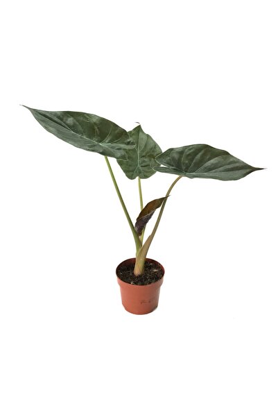 Betonish Alocasia Wentii (Fil Kulağı)
