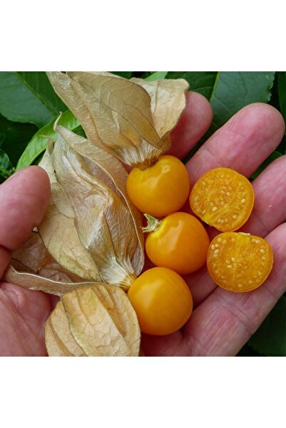 mutbirlik Şifalı Altın Çilek Yer Kirazı Meyvesi Fidesi-5 Adet