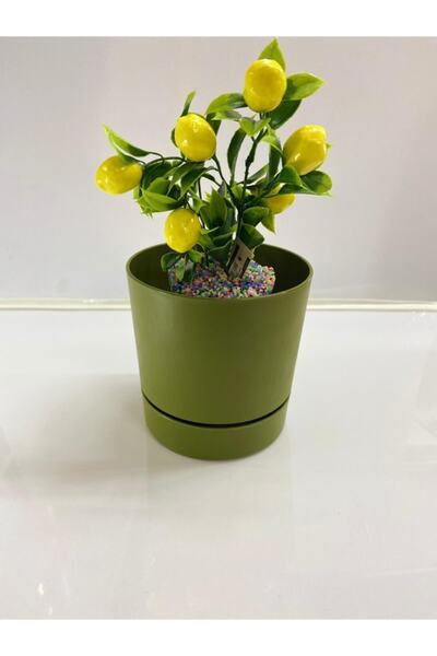 Poliwork Begonya 15 Cm Yeşil Tabaklı Saksı