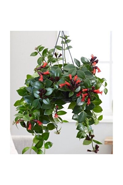 Genel Markalar Askılı Saksıda Ruj Çiçeği Aeschynanthus Sarmaşığı