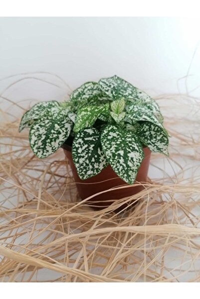 serada decor & plant Hypoestes Phyllostachya - Hostes Çiçeği (BEYAZ)