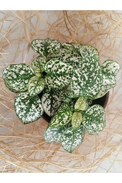 serada decor & plant Hypoestes Phyllostachya - Hostes Çiçeği (BEYAZ)