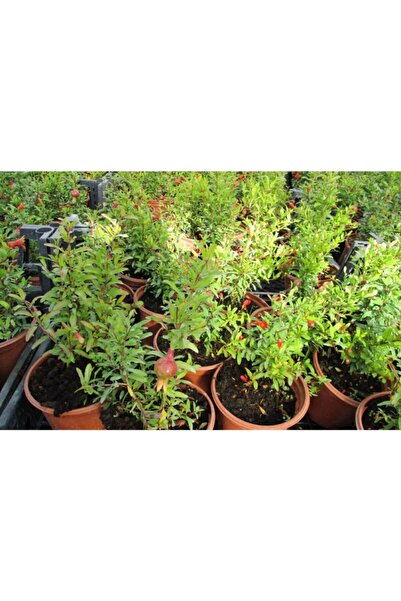 Tunç Botanik Süs Nari 1adet