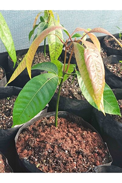 YavuzTropikalFidan Mango Fidanı Aşısız (1 Yaş 15-20 cm)