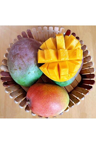 YavuzTropikalFidan Mango Fidanı Aşısız (1 Yaş 15-20 cm)