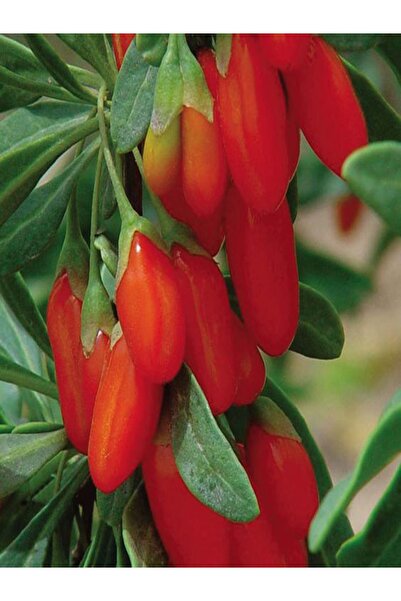 ahalfidan Kırmızı Goji Berry Kurt Üzümü Meyve Verme Durumunda