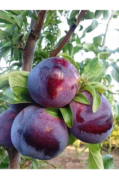 Genel Markalar Saksıda Yarı Bodur Black Splendor Erik Fidanı