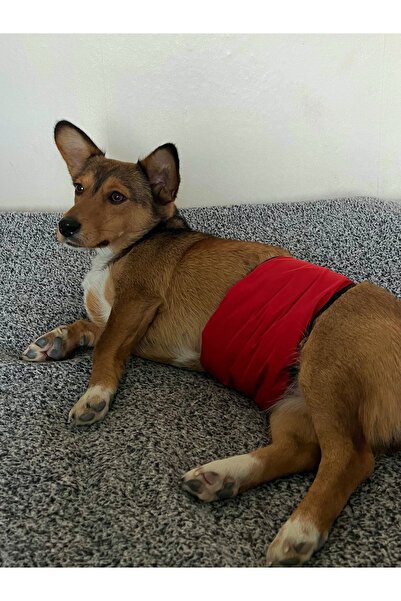 UTDpet Erkek Köpek Ciş Bel Bandı Külot Pedli Yıkanabilir